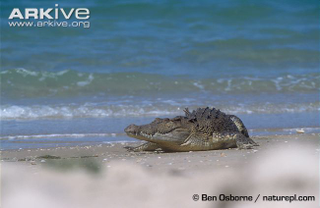Illustration for article titled Sunday Crocodilian - Crocodylus porosus Edition